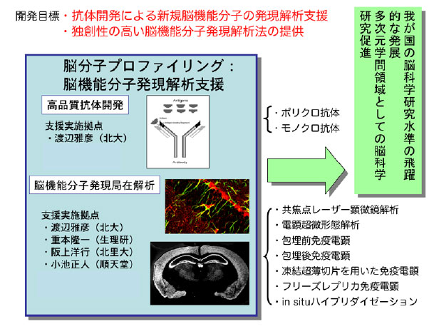 脳機能分子発現解析支援の図