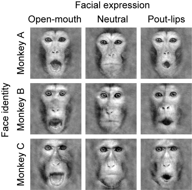 FaceStimuli.jpg